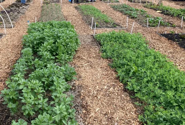 CoverCrops2