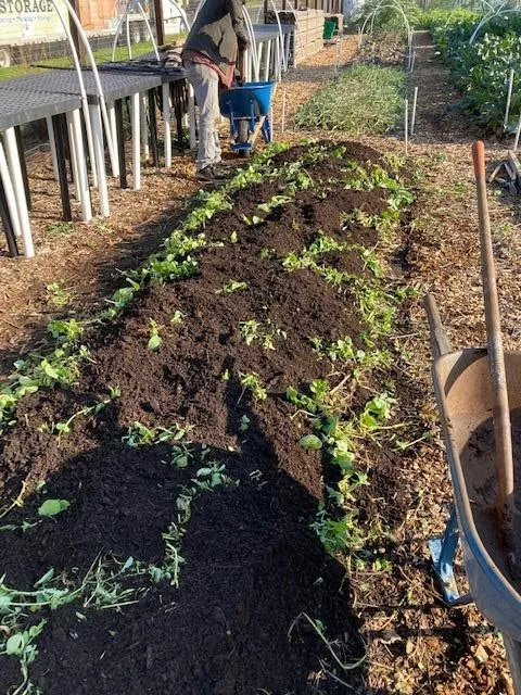 CompostingInPlace