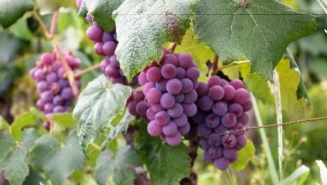 thank you grapes