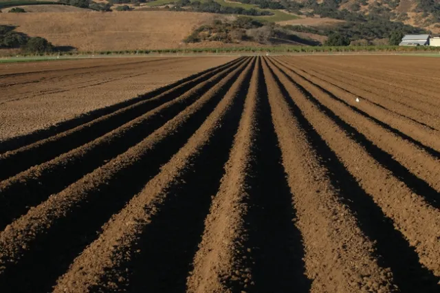 Figure 7. Most fall prepared vegetable ground in the Salinas Valley is left bare fallow during the winte