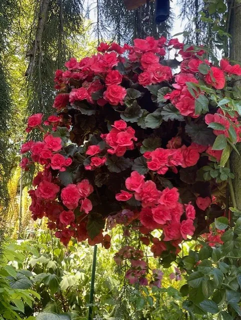Begonia.