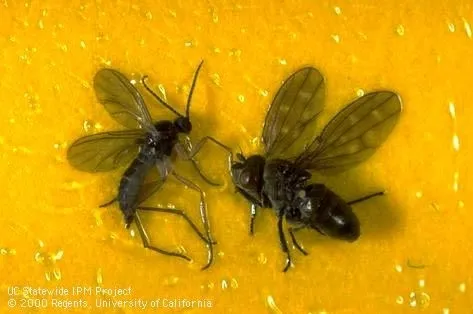 Yellow sticky trap with fungus gnats. (Photo: UC IPM)