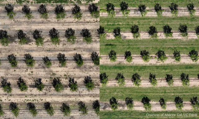 “Los cultivos de cobertura que se alimentan de la lluvia del invierno no incrementan necesariamente la pérdida de agua significativamente comparado con el suelo desprovisto de vegetación en los meses de invierno”, manifestó Daniele Zaccaria.