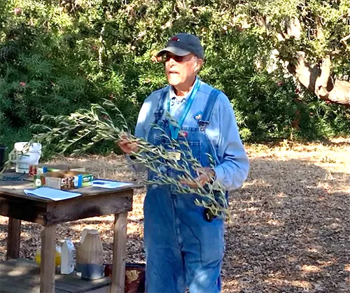 OurGardenTalk-Olives-Photo Courtesy Greg Letts