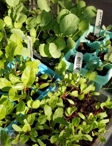 seedlings