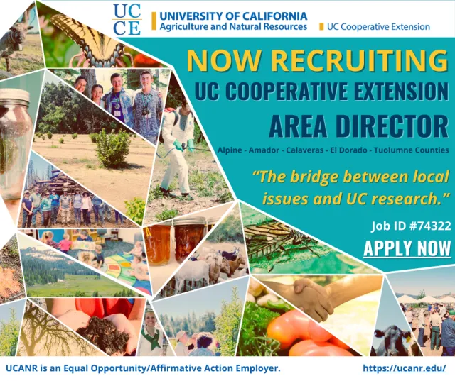 Area Director (1)