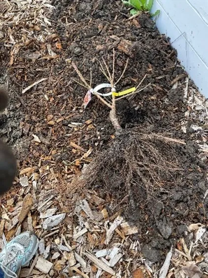 bare root fruit tree