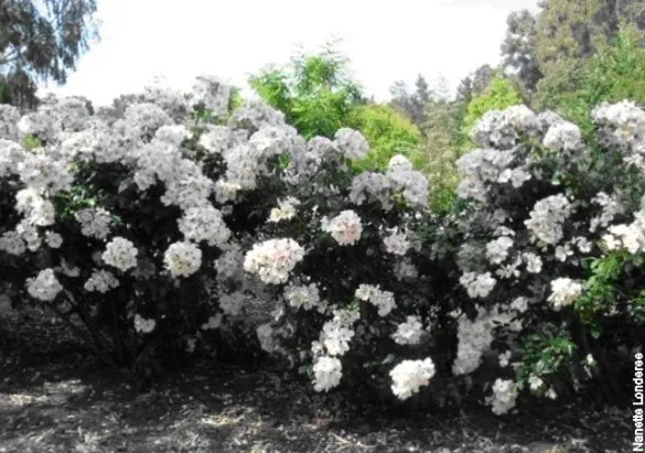 Sally Holmes roses