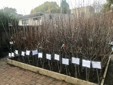 Bare root fruit trees
