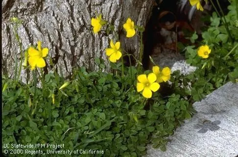 Oxalis-03