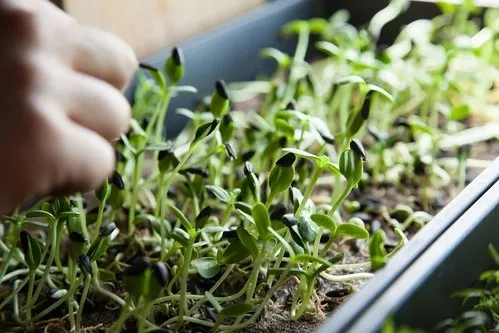 Microgreen Growing is Easy- Courtesy Kathy Craig