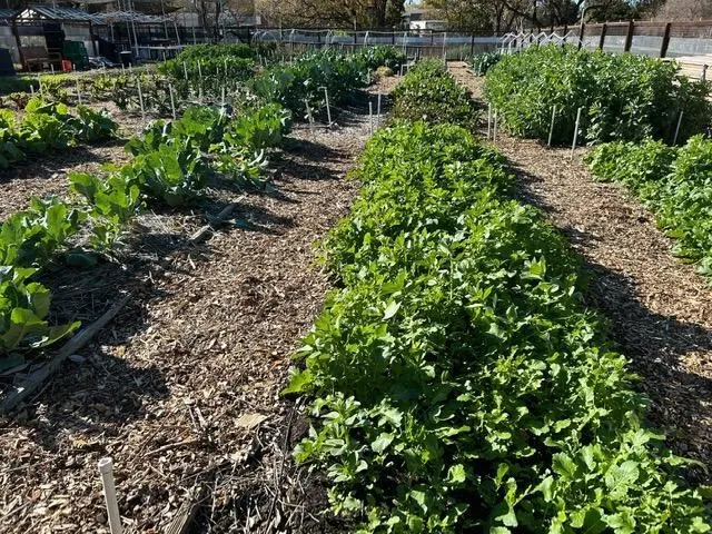 Compost_03