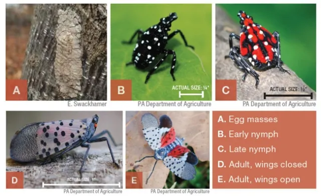 Feature 3 Fig 2