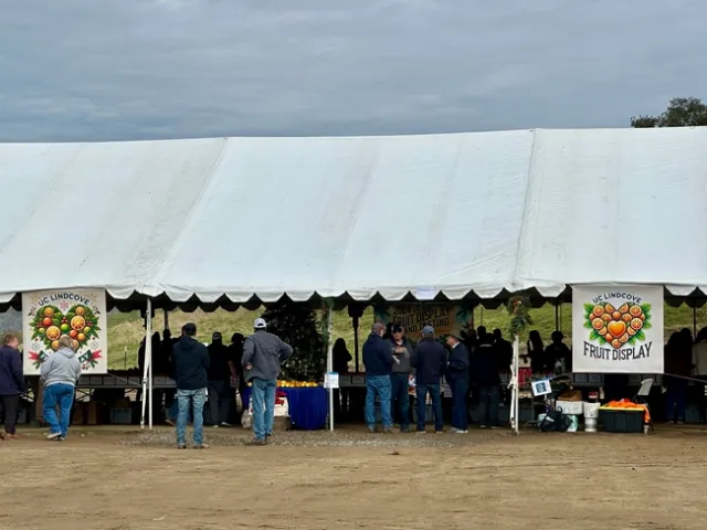 LREC citrus taste
