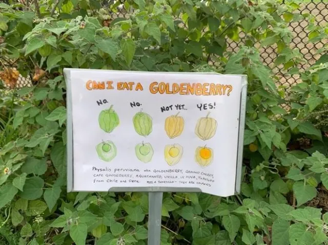SchoolGardens-03