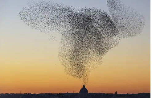 Murmuration in the sky above Rome, Italy. Photo by Søren Solkær