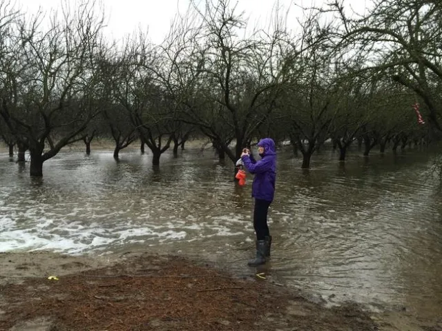 Helen Dahlke studies groundwater recharge in a flooded almond orchard.