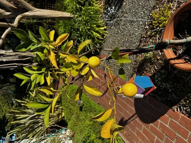 IMG 0050