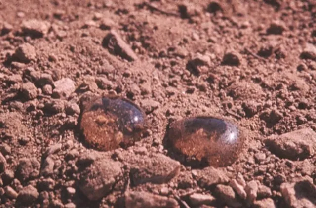 Two droplets of water ball up on hydrophobic soil instead of soaking into the soil.