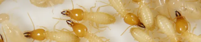 FST