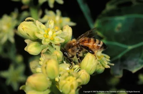 neonicotinoids