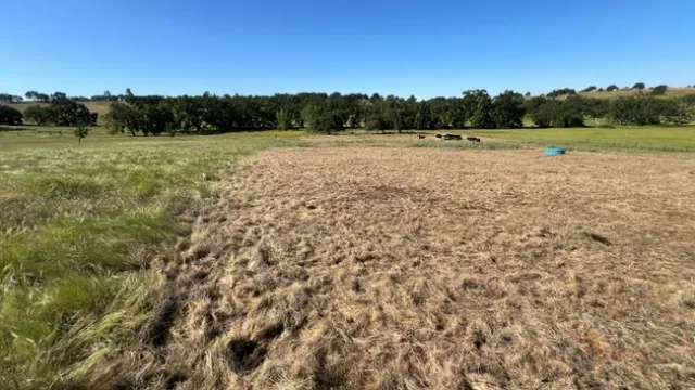 El cercado virtual pudo contener exitosamente al ganado dentro de un área de tres acres del pasto cabeza de medusa a pesar de la cercanía de forraje más atractivo, como lo indica la línea ya pastada.