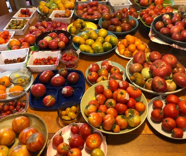 Photo of a table filled with bowls of different varieties of tomatoes.
