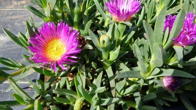 Highway Iceplant