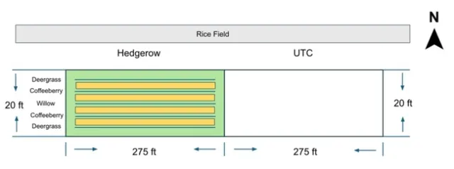 field map of the hedgerow and control plot area