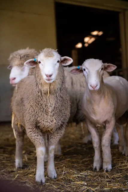 3 sheep, 1 shorn
