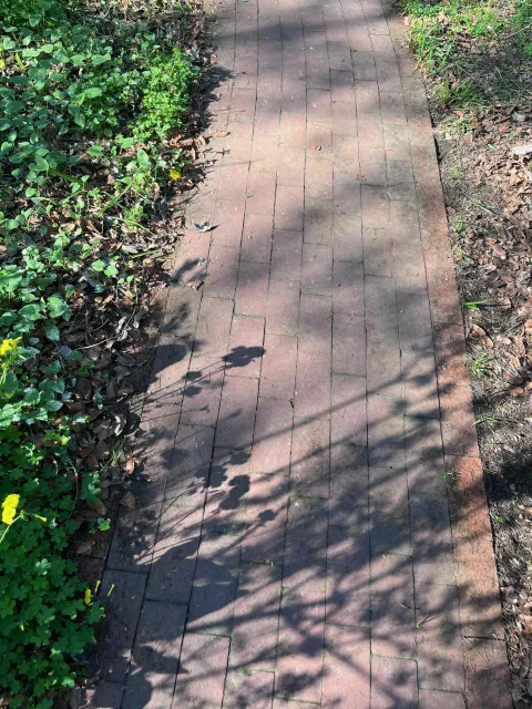 Brick makes an attractive path, as seen here with shadows from a nearby forsythia shrub. J.C. Lawrence