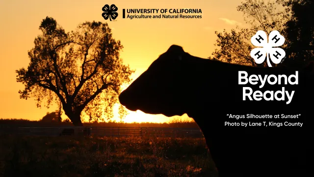 Photo taken by Kings County 4-H'er Lane T. "Angus Silhouette at Sunset"