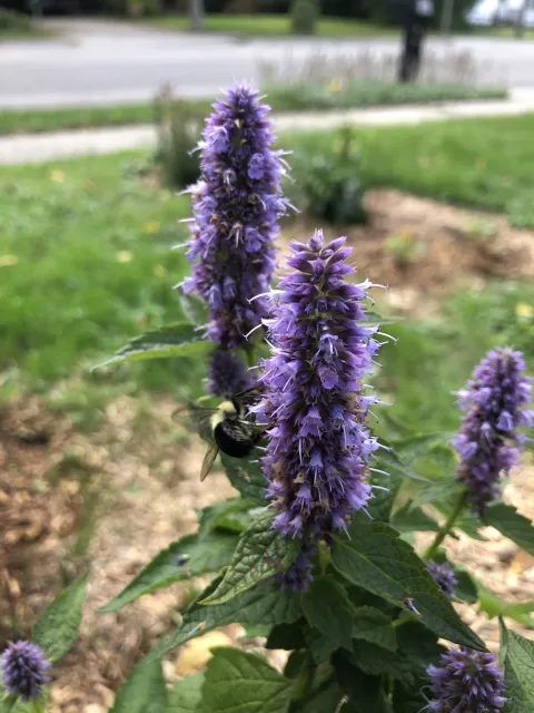 hyssop