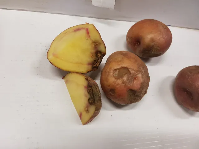 Blight on potato