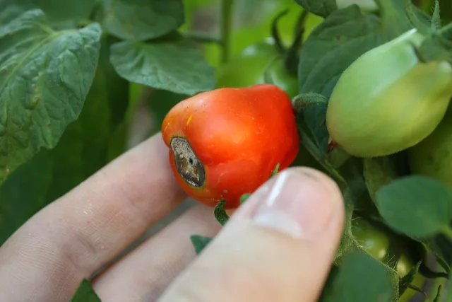 blossom end rot