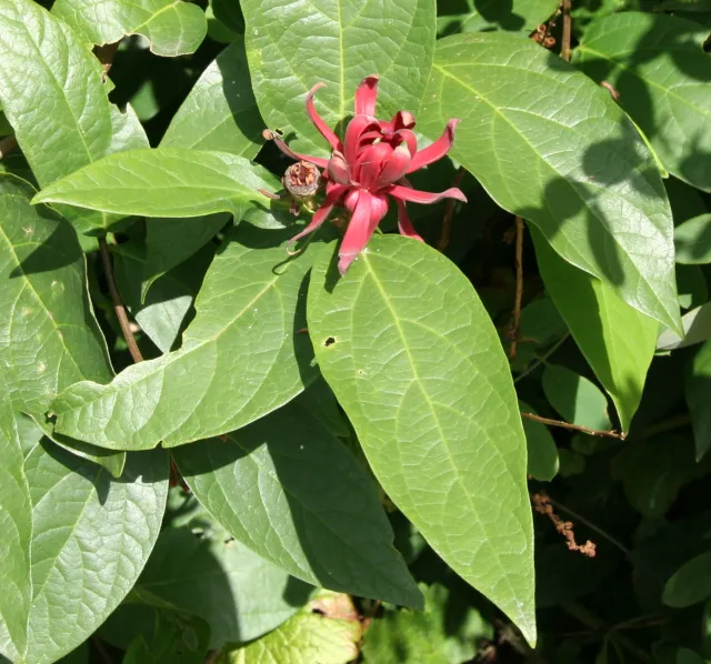 spice bush