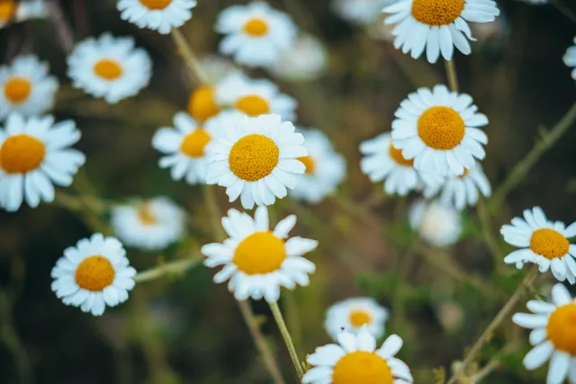 chamomile