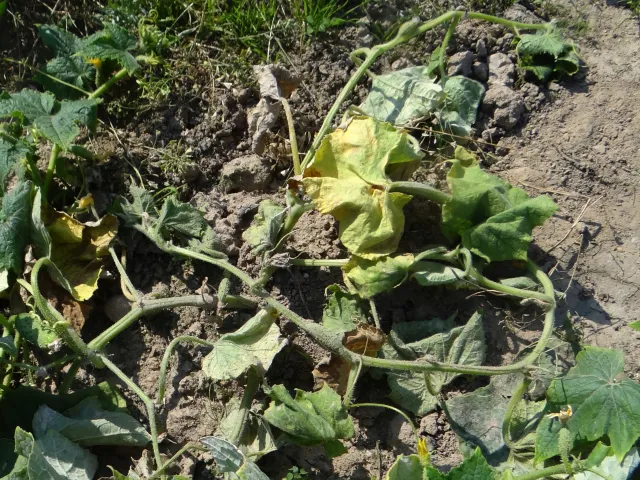 fusarium wilt