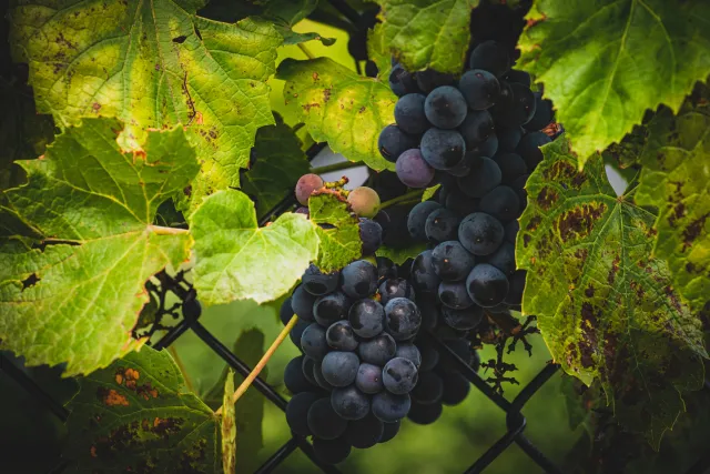 grapes