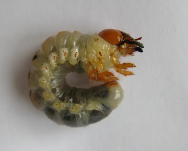 Grub