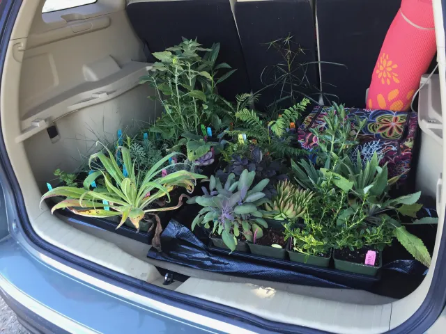 a car trunk full of newly purchased plants