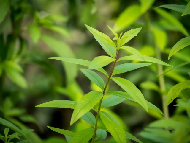 lemon verbena