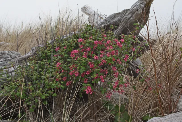 Ribes