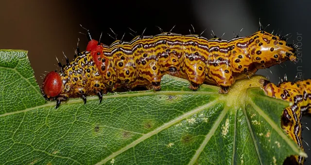 Redhumped caterpillar