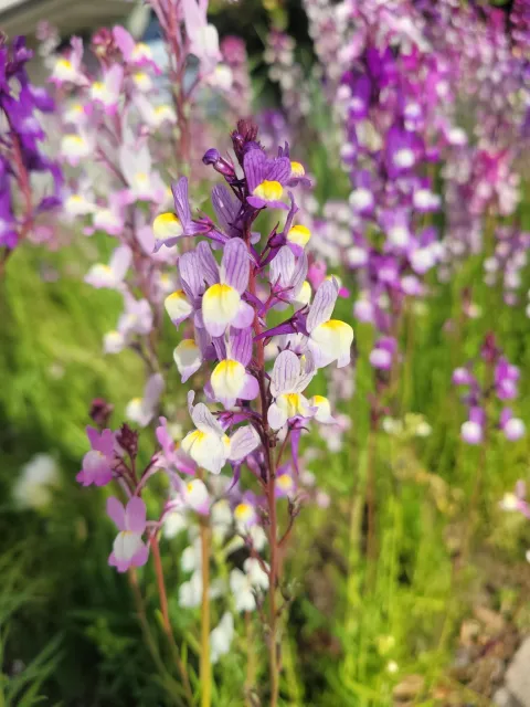 Snapdragon
