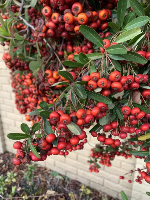toyon