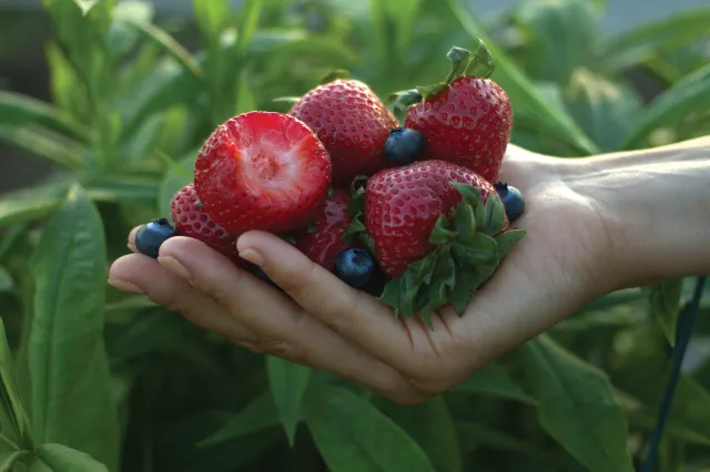 strawberry
