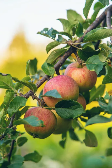Apples