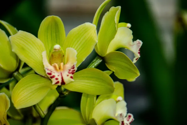 cymbidiums