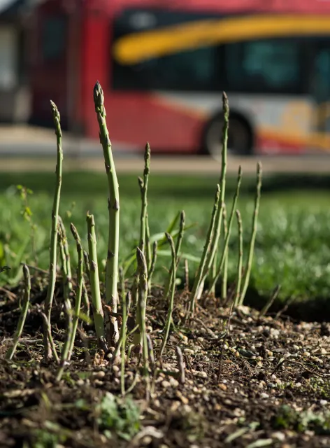 Asparagus